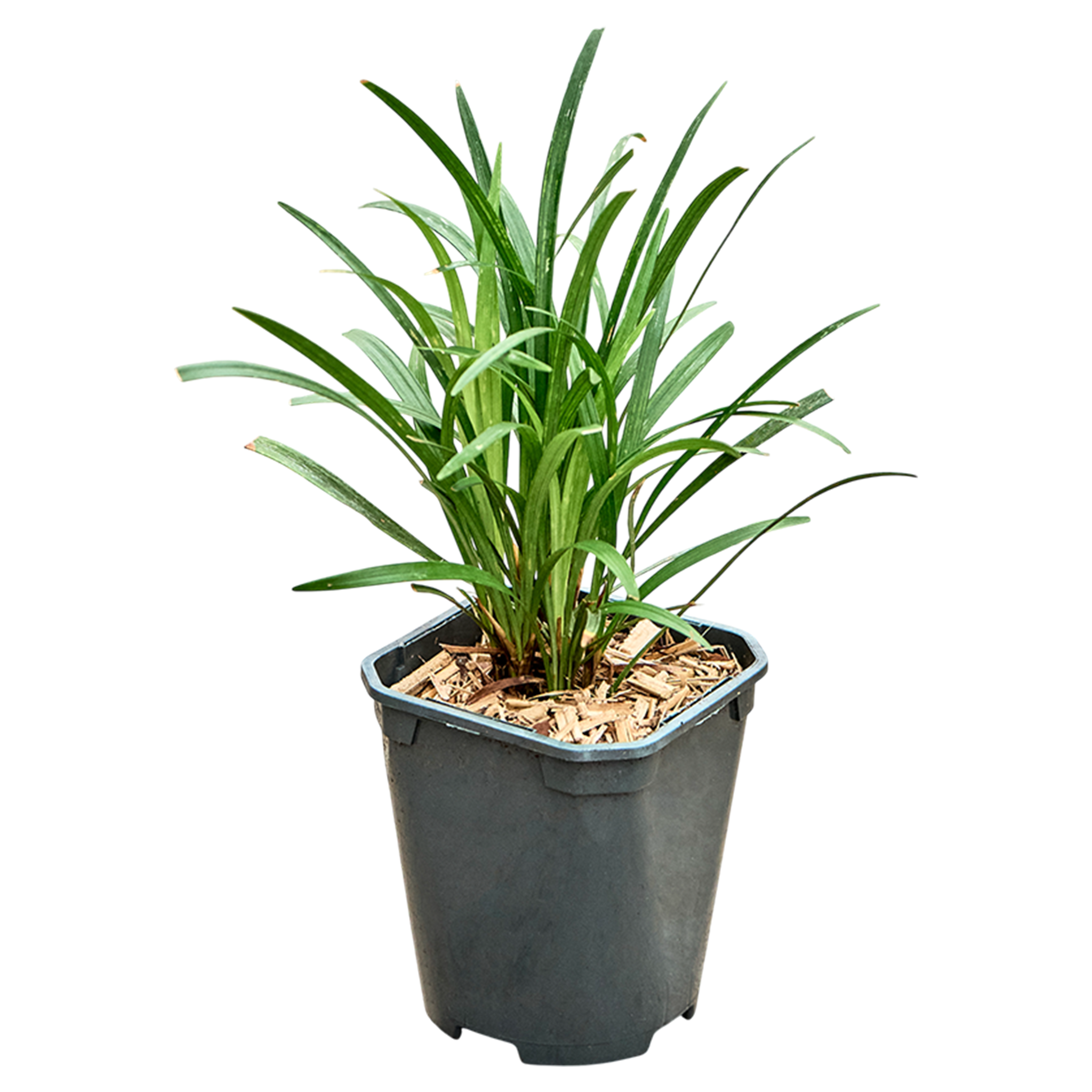 Liriope muscari