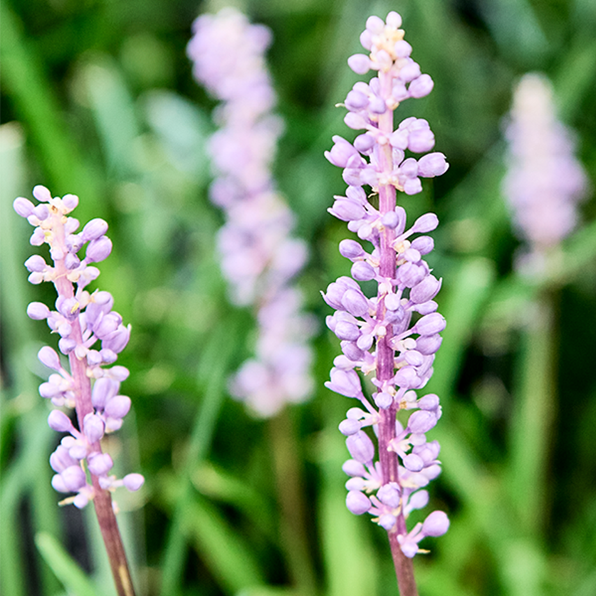 Liriope muscari