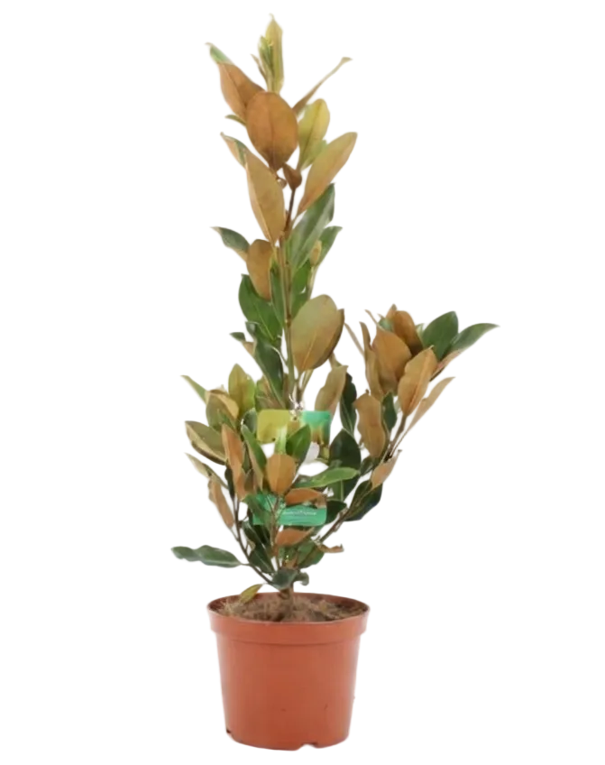 Magnolia grandiflora 'Little Gem'