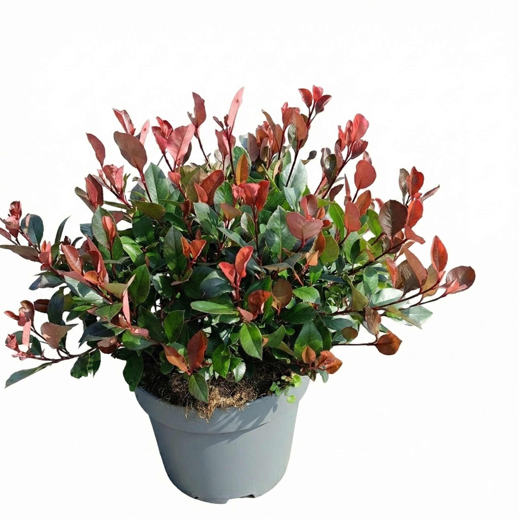 Photinia x fraseri 'Little Red Robin'