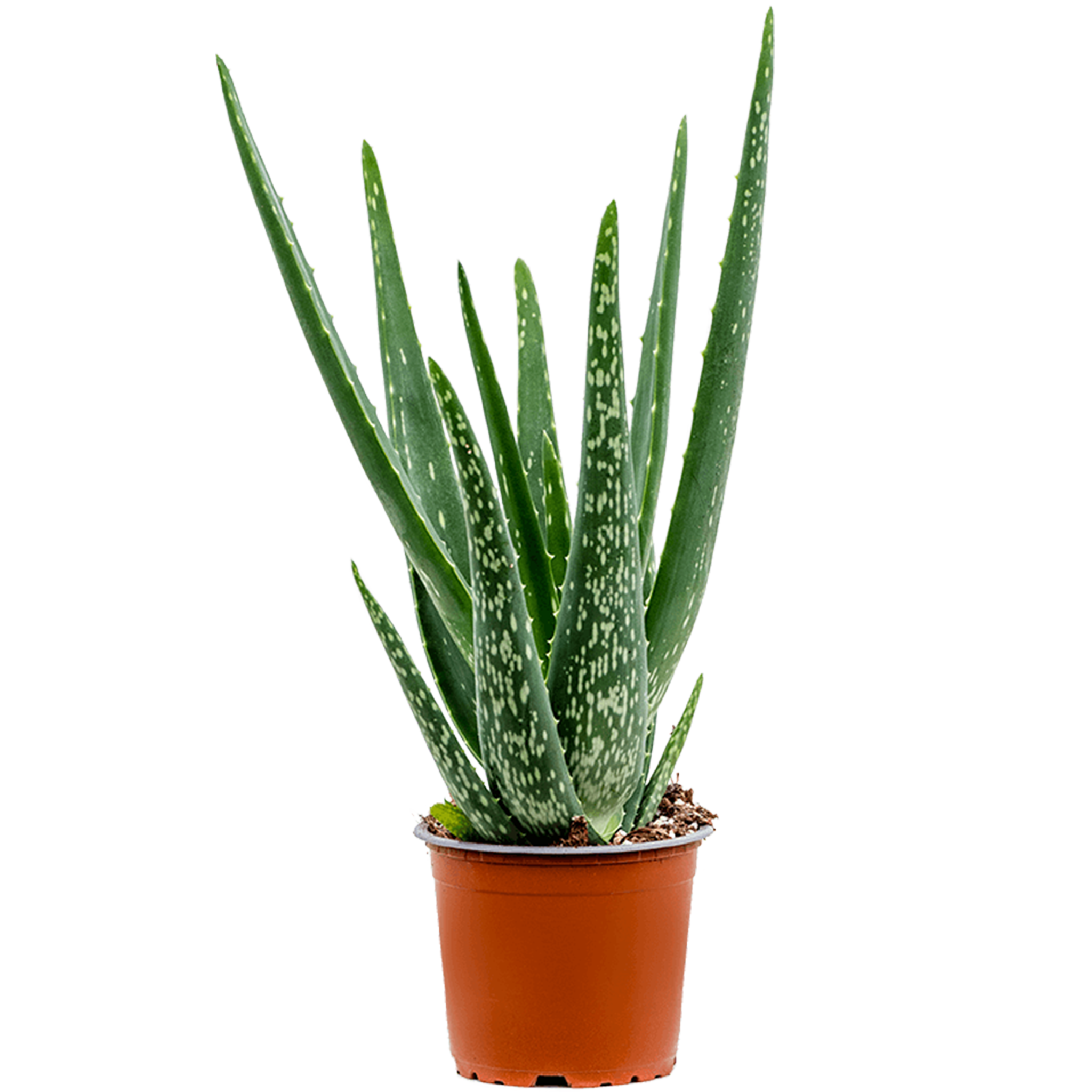Aloe vera (barbadensis)