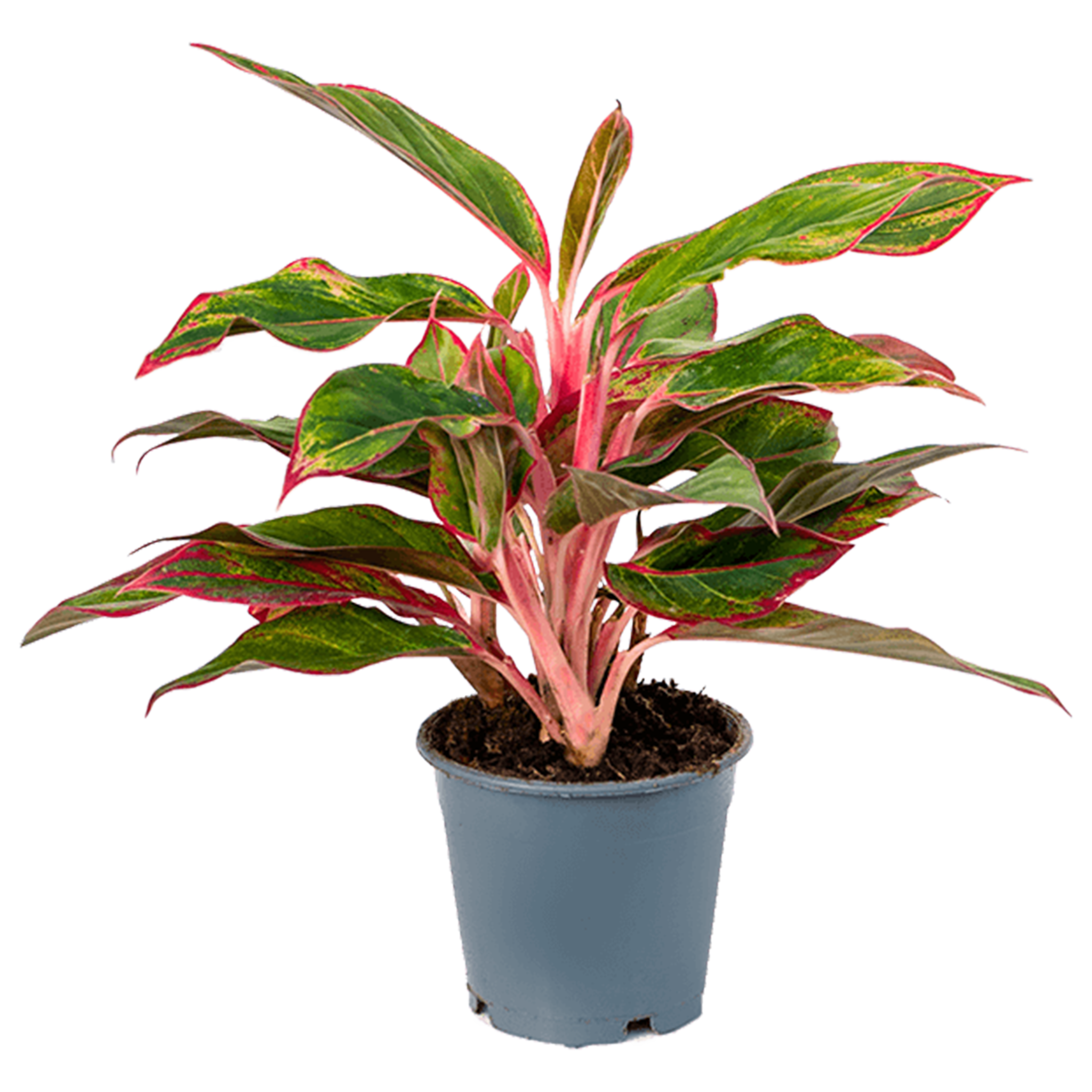 Aglaonema 'Crete'