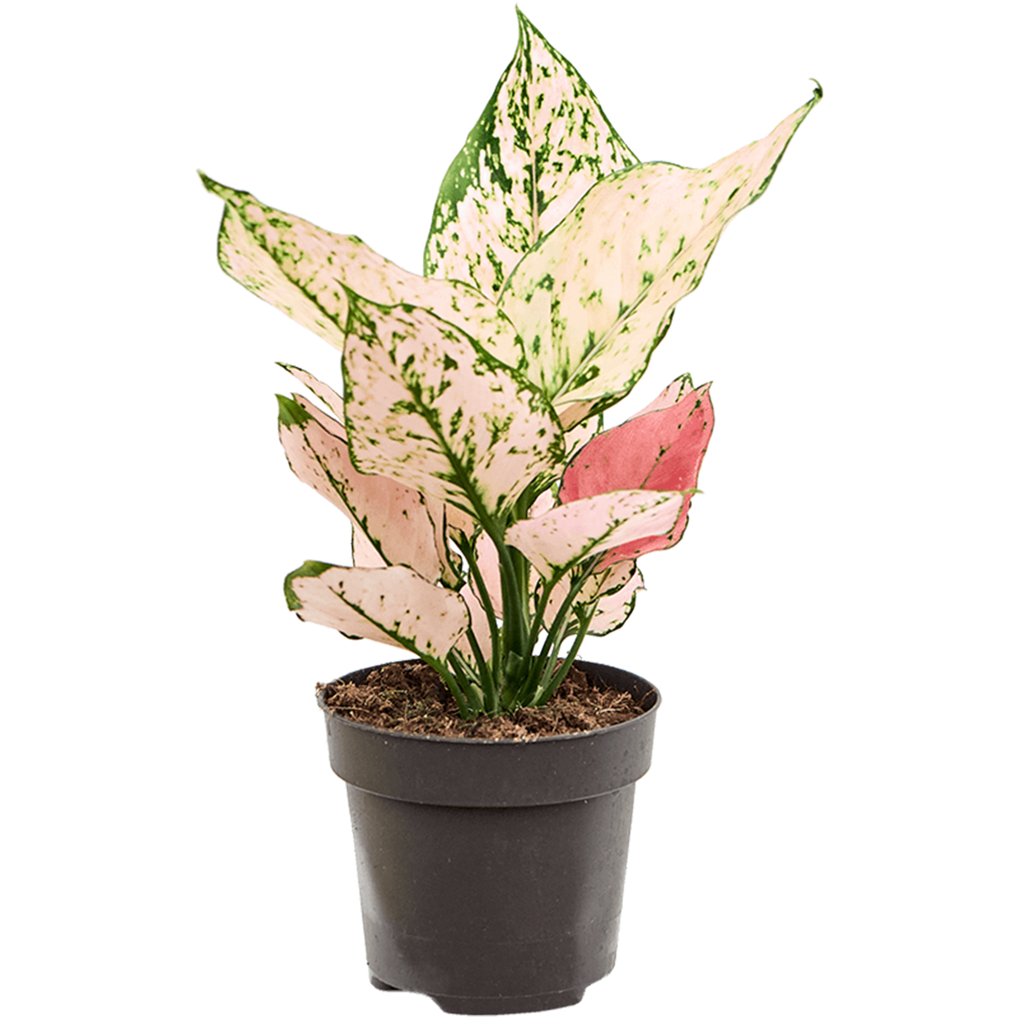 Aglaonema 'Rosy'