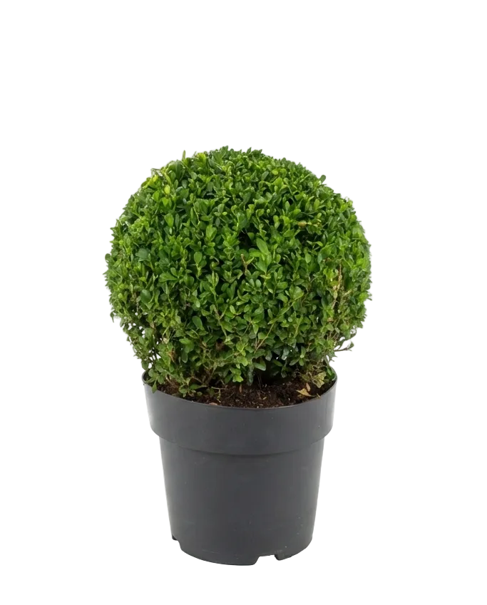 Buxus sempervirens