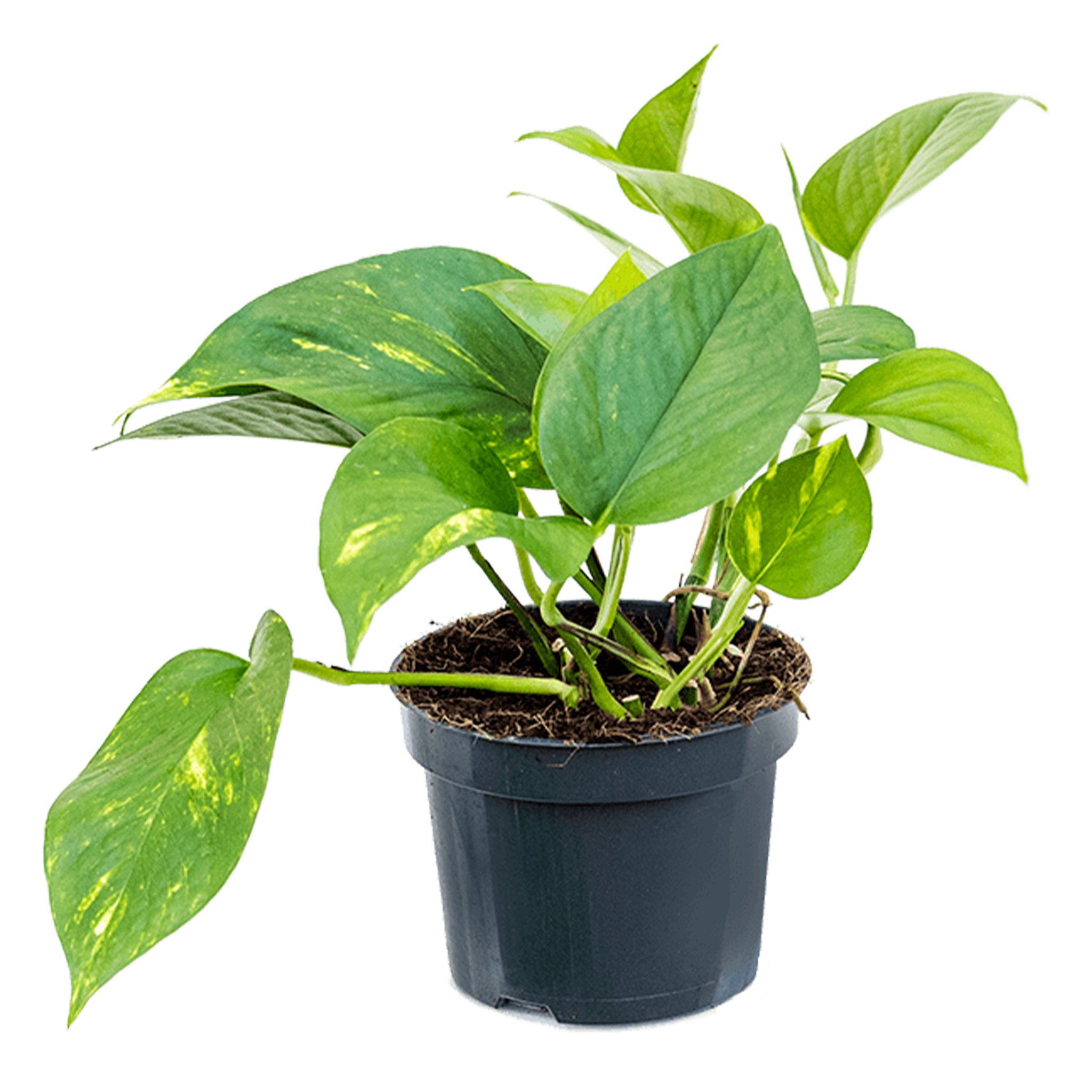 Scindapsus (Epipremnum) 'Aureum'