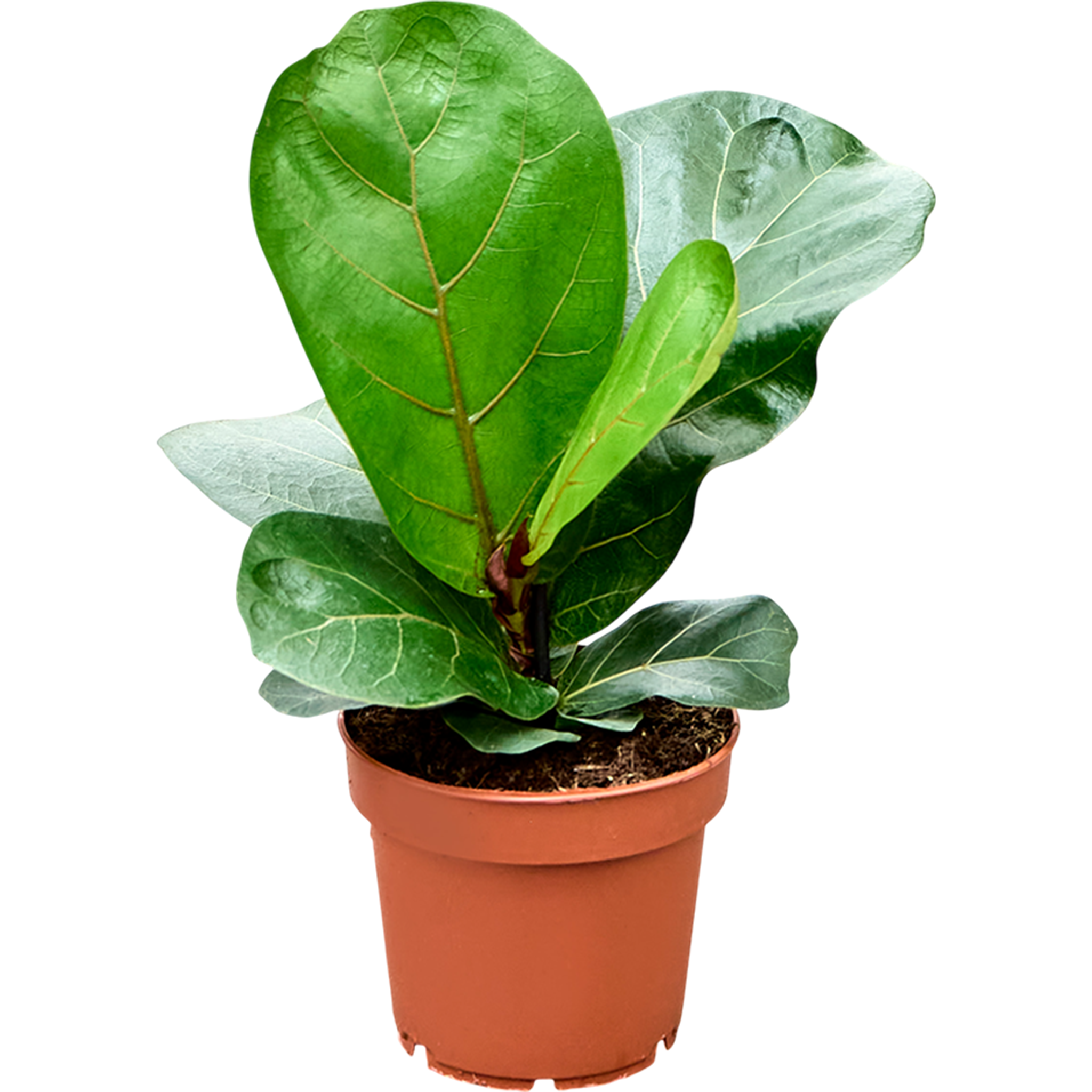 Ficus lyrata 'Bambino'