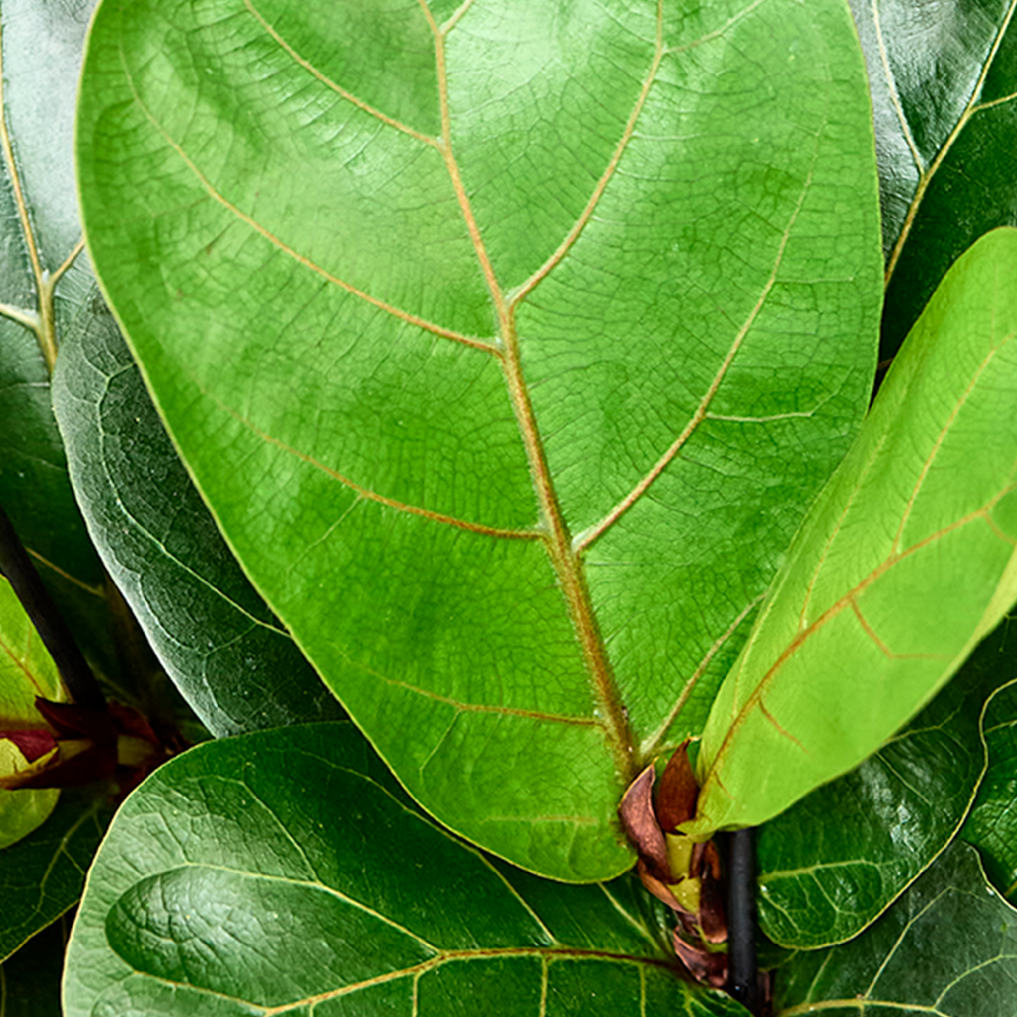 Ficus lyrata 'Bambino'