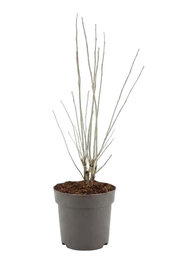 Hibiscus syriacus 'Tricolor'