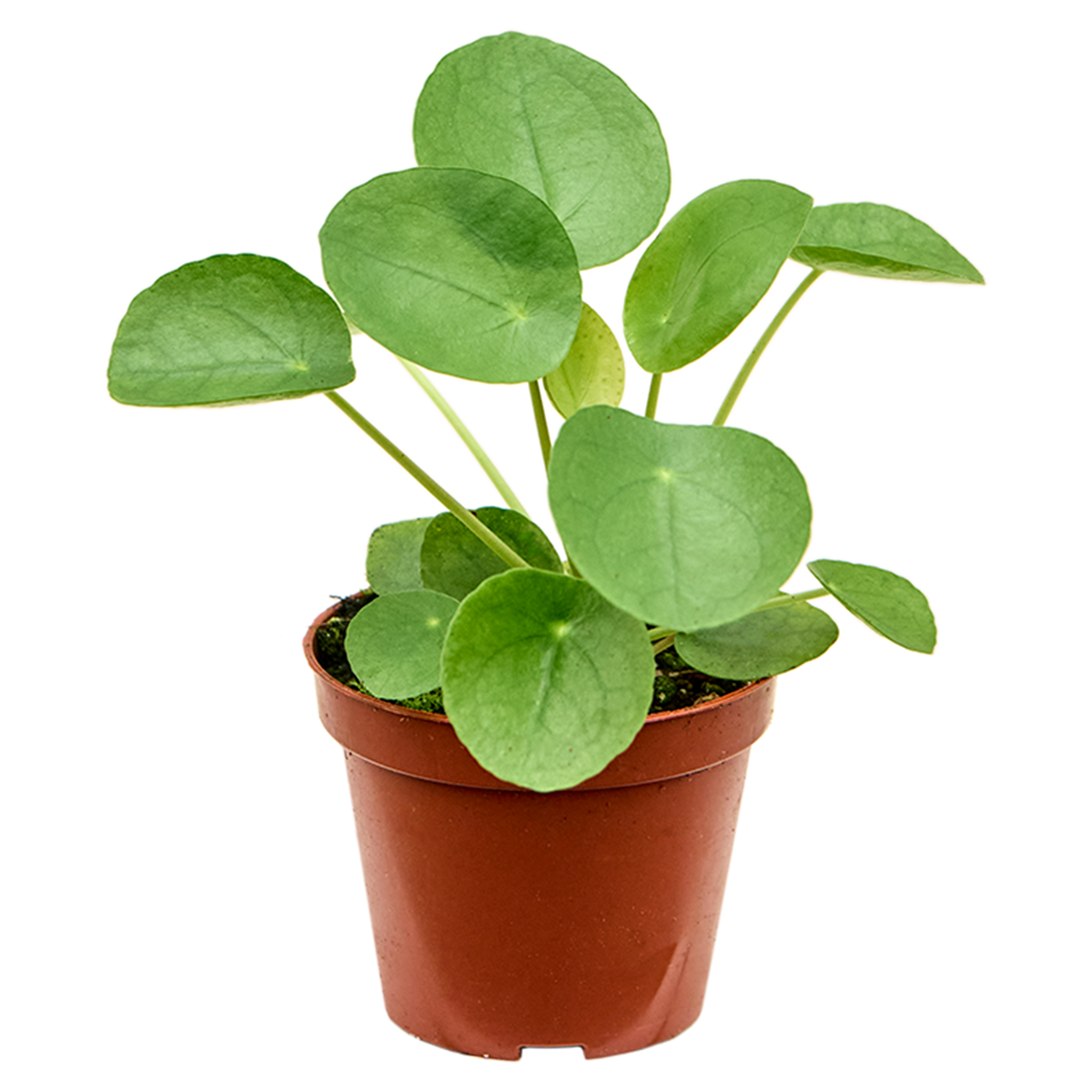Pilea peperomioides