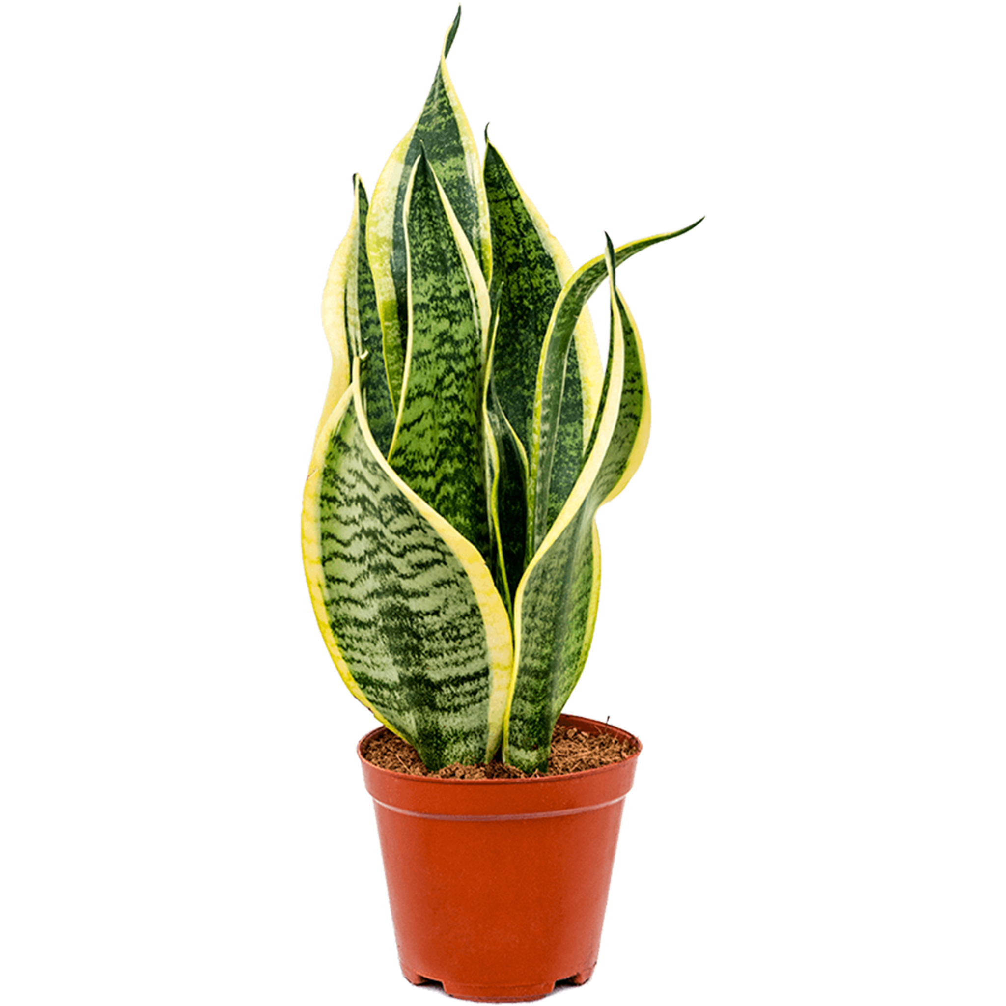 Sansevieria trifasciata 'Futura Superba'