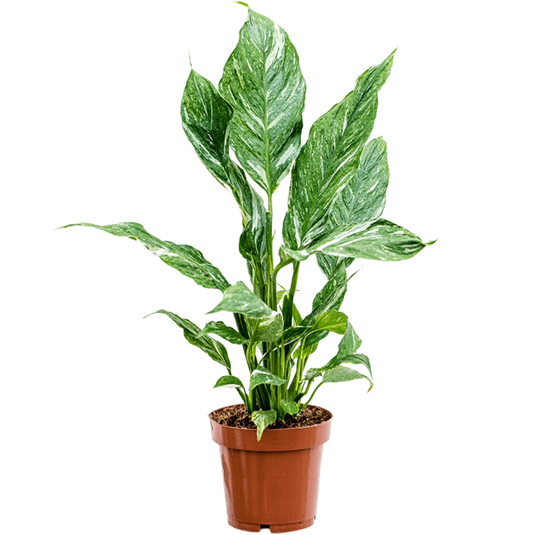 Spathiphyllum 'Diamond'