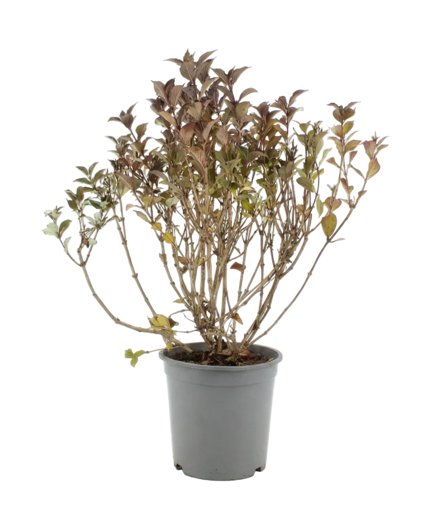 Weigela florida 'Foliis Purpureis'