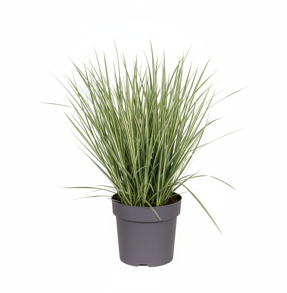 Acorus gramineus 'Argenteostriatus'