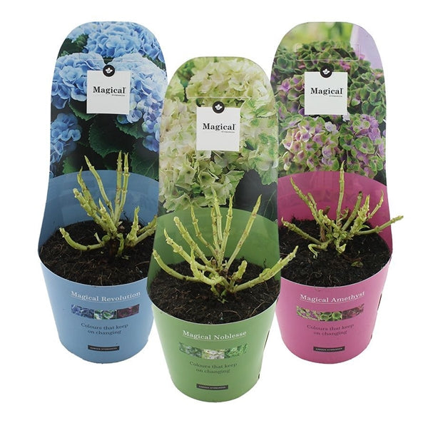 Hydrangea macrophylla