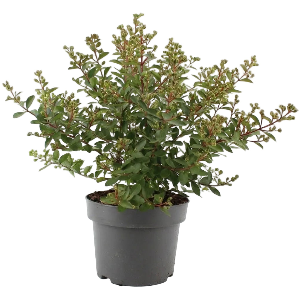 Lagerstroemia indica 'White Love' (Virgin)